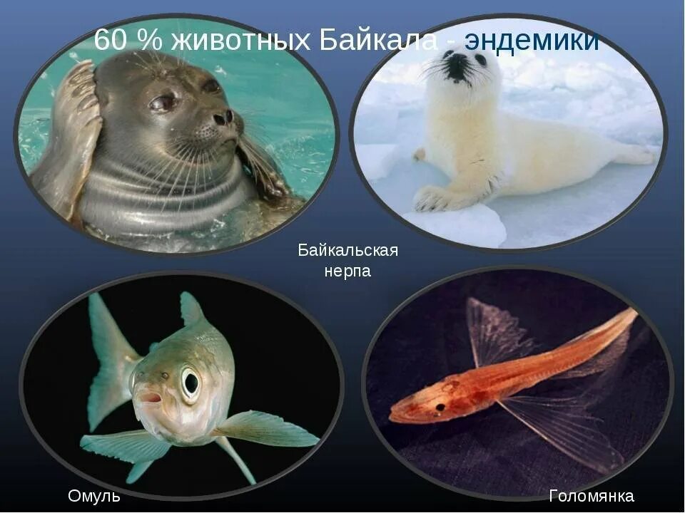 Эндемичные виды байкала. Обитатели Байкала. Животные обитающие на Байкале. Животные эндемики Байкала. Обитатели Байкала для детей.