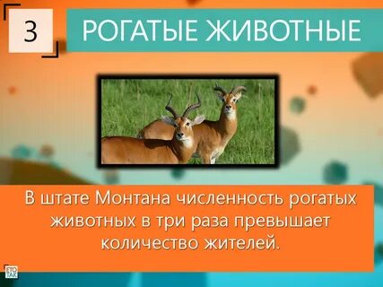 Рогатая численность