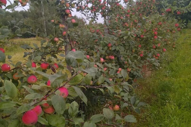 Саженцы 2023. Институт садоводства. Институт садоводства в бирюлево. Нии в бирюлево питомник саженцы. Институт садоводства в бирюлево.