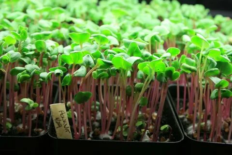 Best growing plant