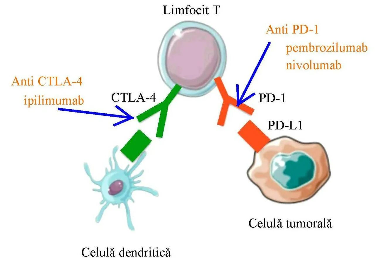 Ген ctla4. Ипилимумаб. Ипилимумаб и ниволумаб. CTLA 4 И pd1 иммунология.