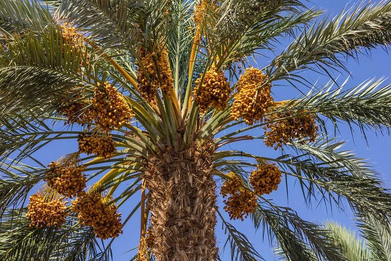 Финиковая пальма где растет природная зона. Финиковая Пальма. Финиковая Пальма плоды. Финиковые плантации в Израиле.