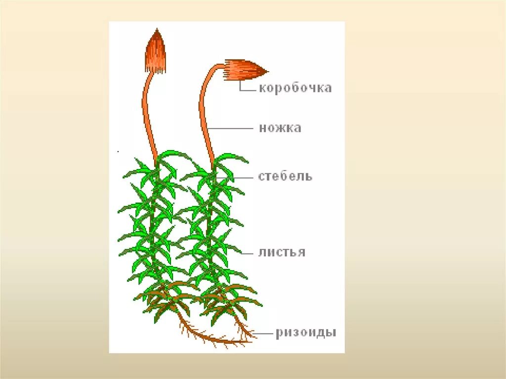 Ножка спорофита. Кукушкин лен строение споры. Коробочка мха Кукушкин лен это спорофит. Строение мха Кукушкин лен. Коробочка мха Кукушкин лен.