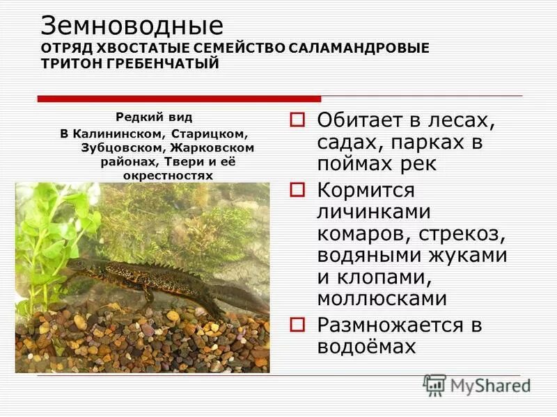 Отряд хвостатые тритон гребенчатый. Гребенчатый тритон самка. Гребенчатый тритон самка. Отряд хвостатые тритон гребенчатый. Гребенчатый тритон отряд.