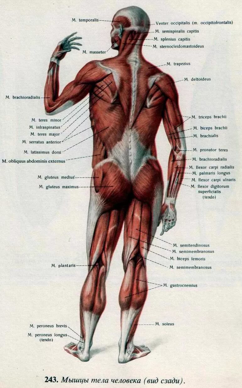 Мышцы орган человека. Части тела и органы человека сзади. Части тела человека сзади названия. Части тела человека вид сзади. Строение человеческих мышц.