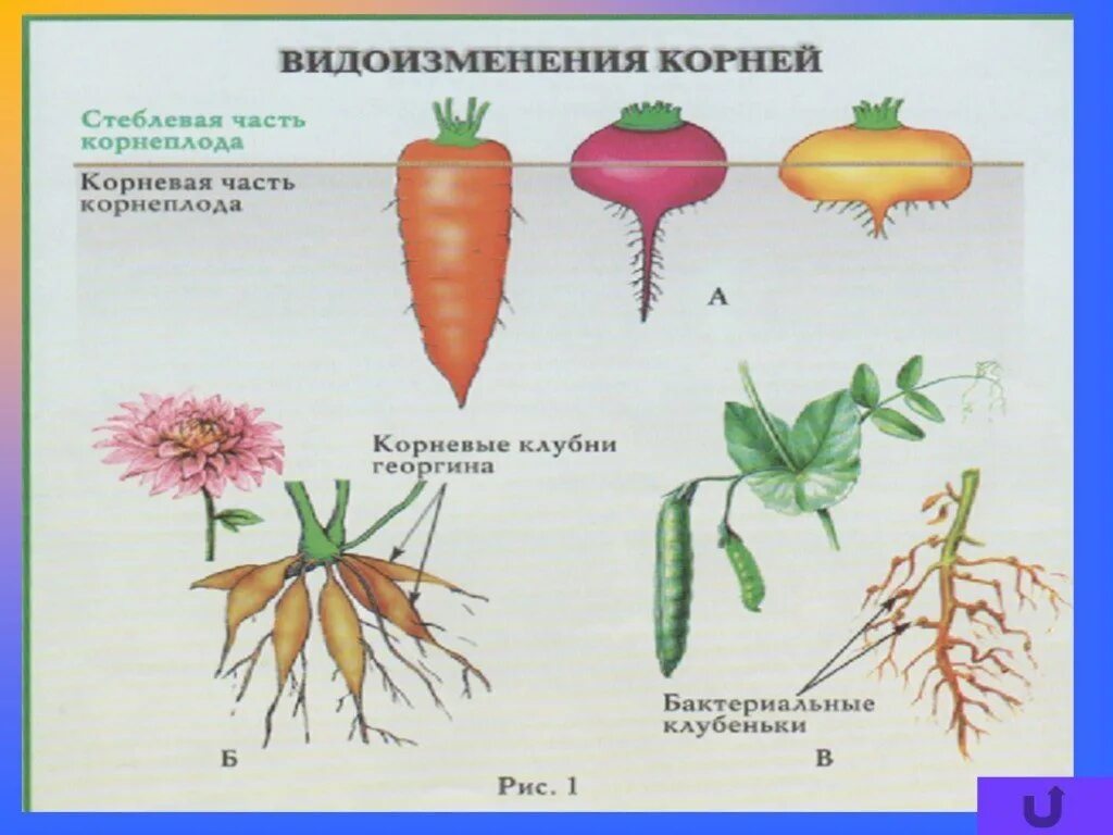 Надземные части корня. Корнеплоды видоизменения корня. Строение корнеплода биология 6 класс.