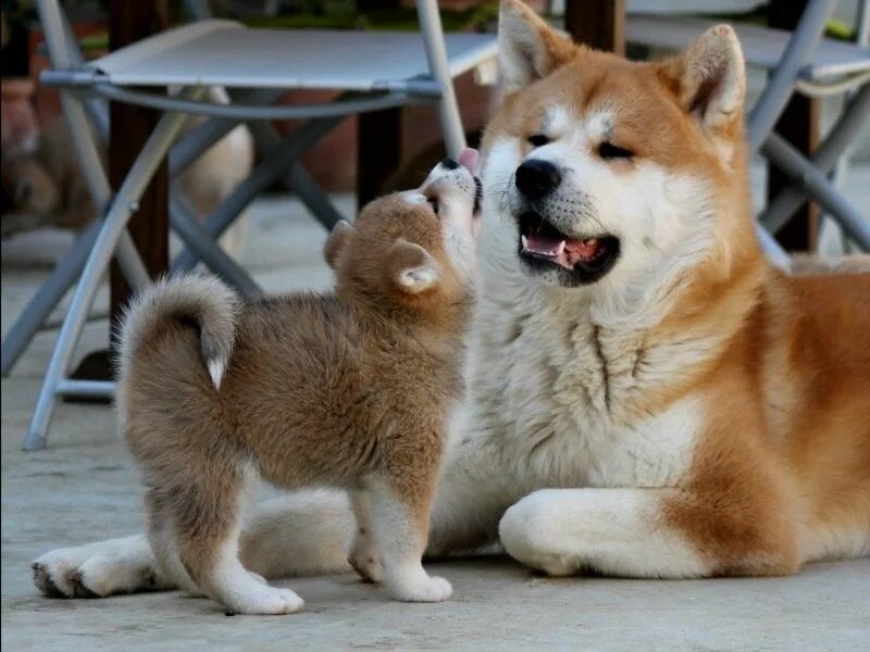 Akita inu dog# shorts - YouTube
