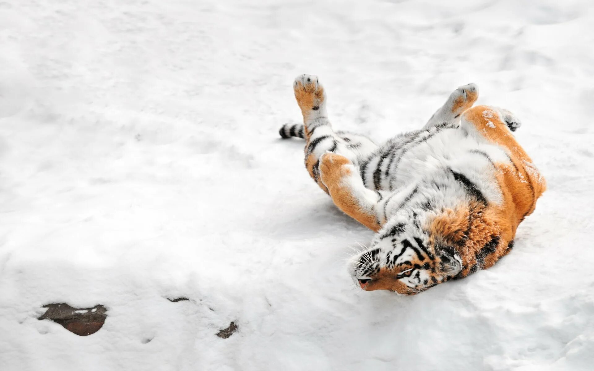 Следы Амурского тигра на снегу. Тигриный след на снегу. Лапа Амурского тигра. След Амурского тигра. Лапка на снегу