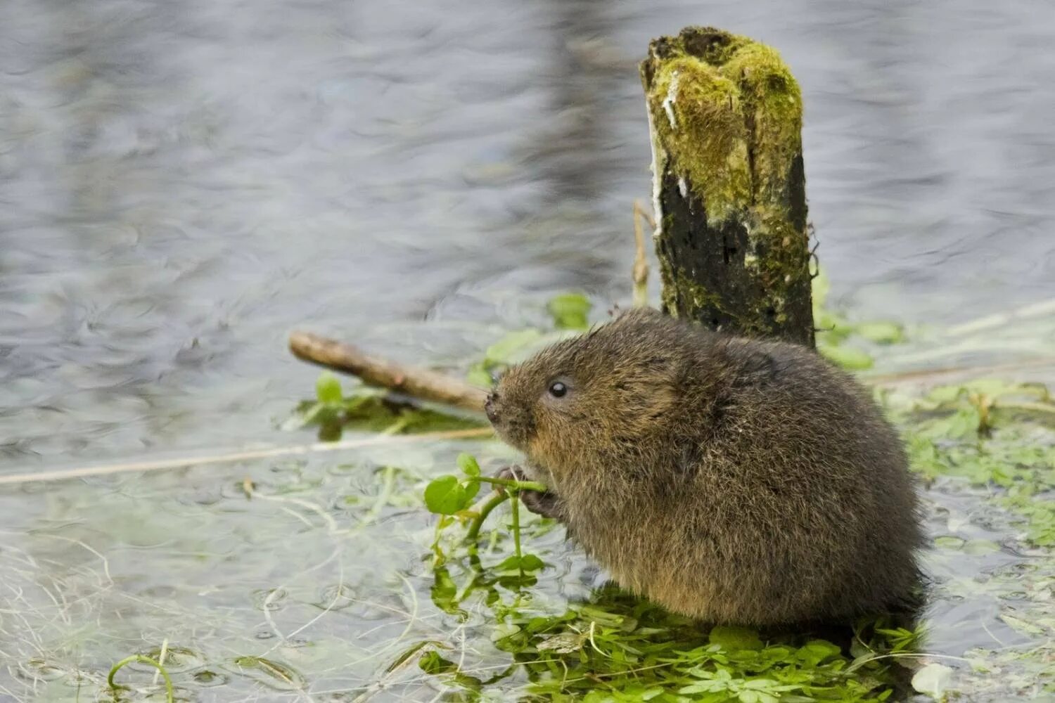 речные грызуны список. крыса ондатра мускусная ондатра. нутрия южная америка. водяная крыса ондатра. водяная полёвка и ондатра.