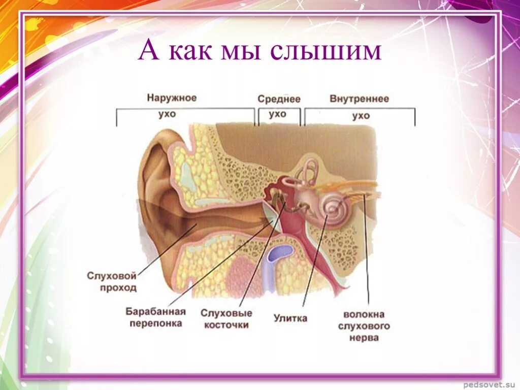 Орган слуха анатомия уха строение. Строение органа слуха наружное ухо. Строение среднего уха 8 класс. Строение среднего уха человека анатомия. Слышимый звук имеет