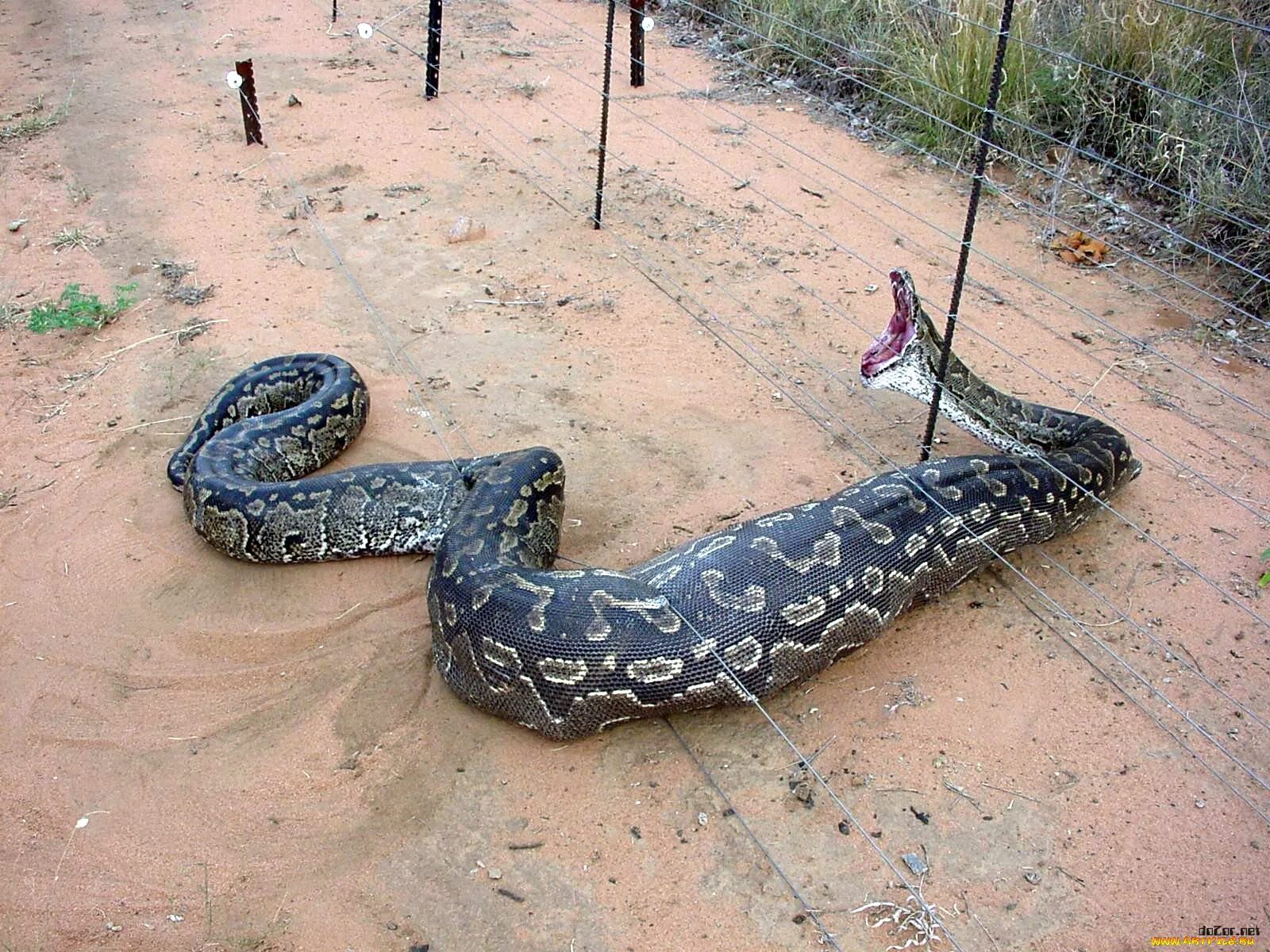 Самая большая длина змеи. Уж, питон, удав и Анаконда.
