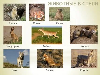 Какие животные жили рядом с сумкой