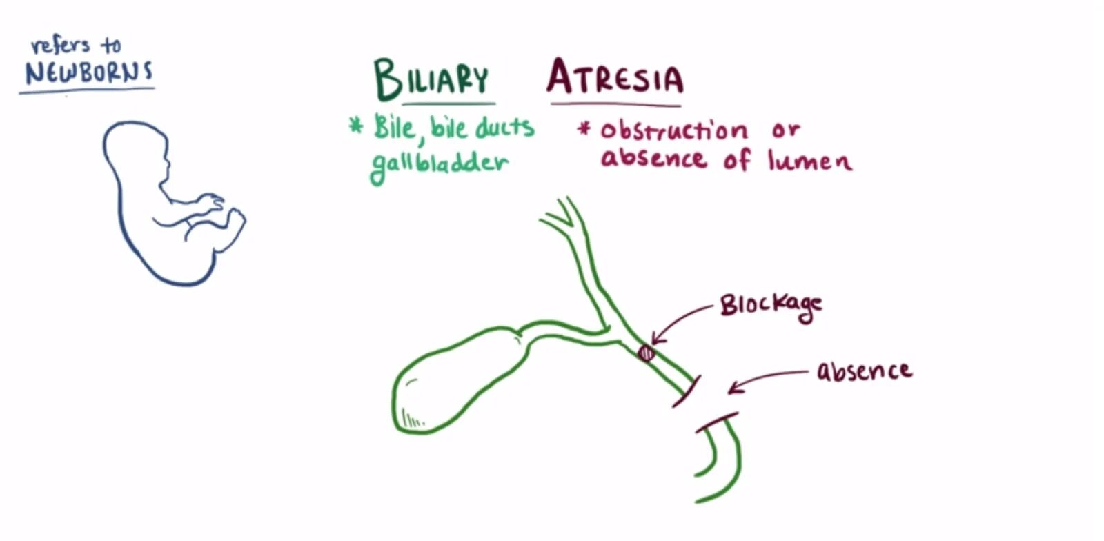 Желчный пузырь у новорожденного. Атрезия желчных протоков. Атрезия желчного пузыря. Атрезия внепеченочных желчных протоков.