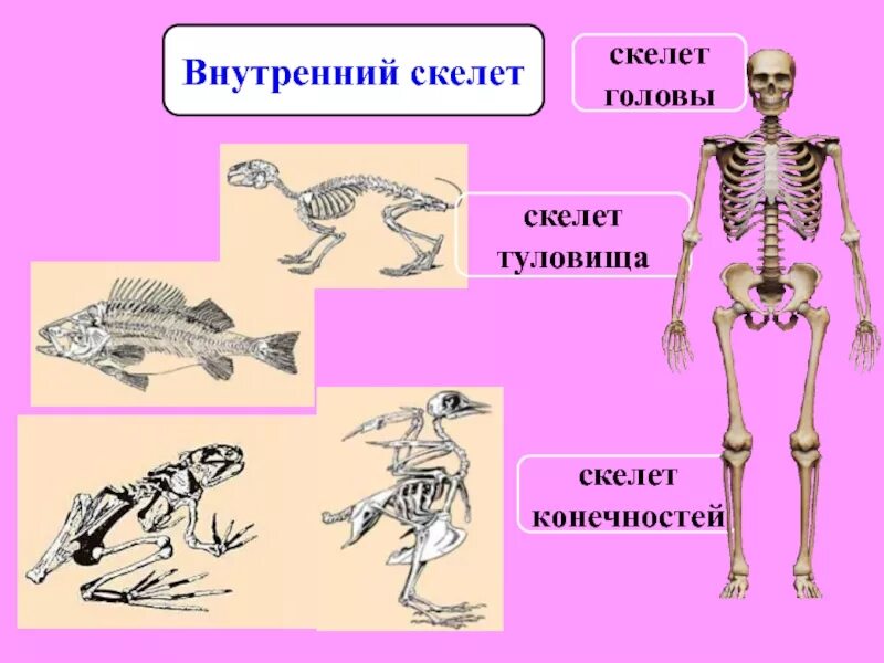 Внутренний скелет. Внутренний скелет и внешний скелет. Скелет головы туловища и конечностей. Скелет головы .......... Скелет конечностей. К внутреннему скелету относятся