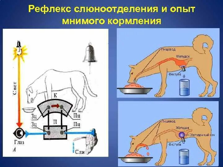 Какие примеры рефлексов животных и человека следует. Рефлекторная регуляция слюноотделения. Рефлекс слюноотделения физиология. Рефлекс слюноотделения схема. Безусловный рефлекс слюноотделения.