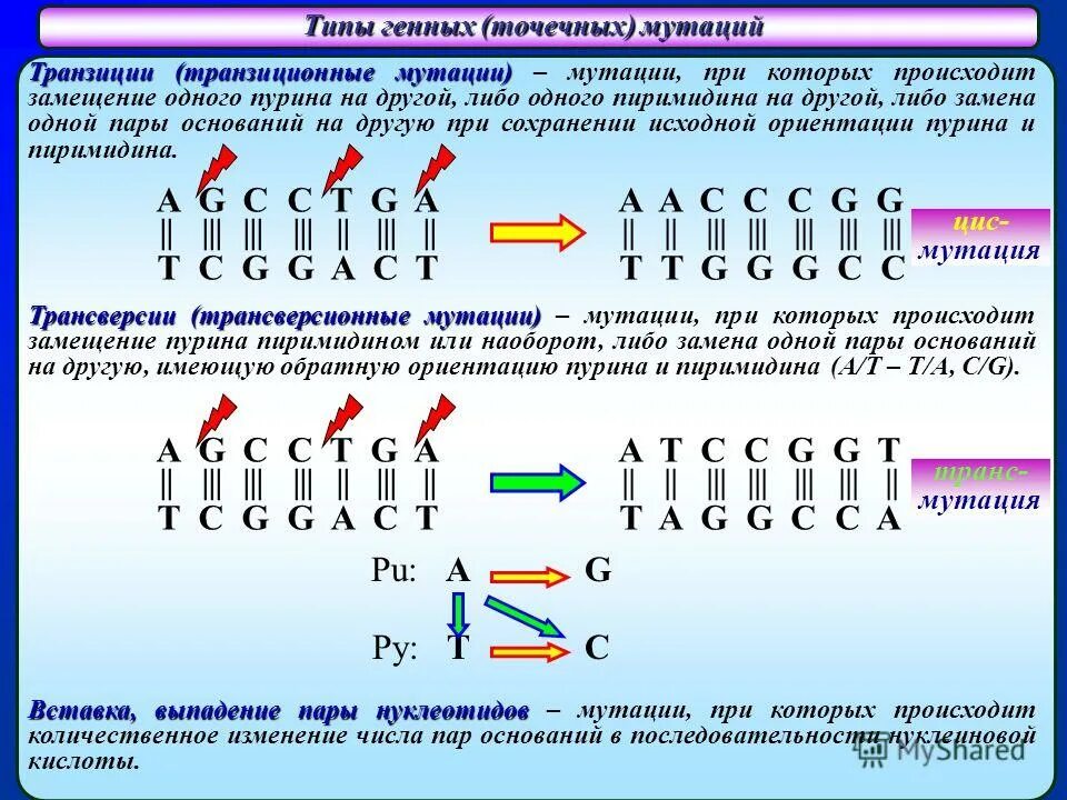 Последовательность нуклеотидов комплементарной цепи днк. Принцип комплементарности генетика. Принцип комплементарности таблица. Последовательность нуклеотидов. Комплементарные основания в молекуле днк.