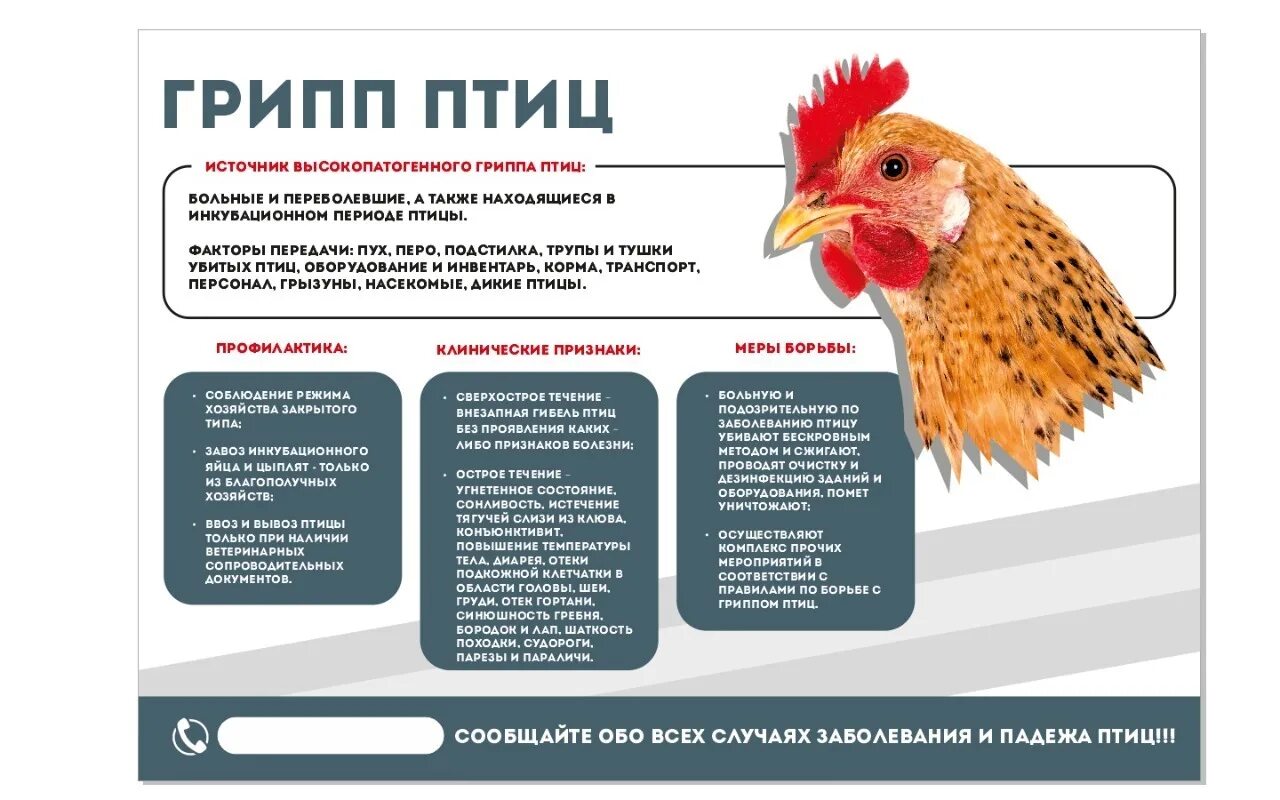 Опасен ли птичий грипп. Способы передачи вируса гриппа птиц. Профилактика птичьего гриппа. Профилактика птичьего гриппа у людей. Вирус гриппа птиц.