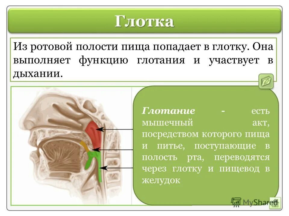 Схема процессов пищеварения в ротовой полости. Пищеварение в ротовой полости функции. Строение пищеварение в ротовой полости.