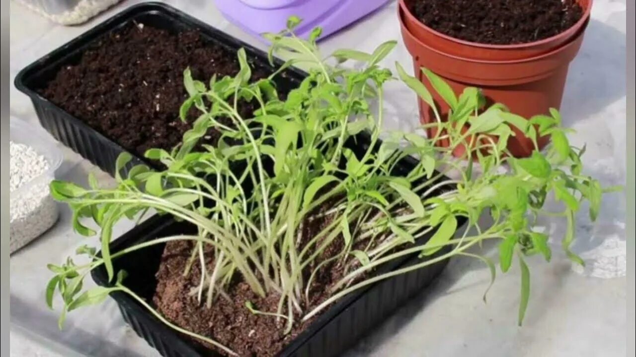 Рассада помидор вытянулась и тонкая. Почему вытягивается рассада. Рассада перцев. Seedling «рассада». Рассада вытянулась.