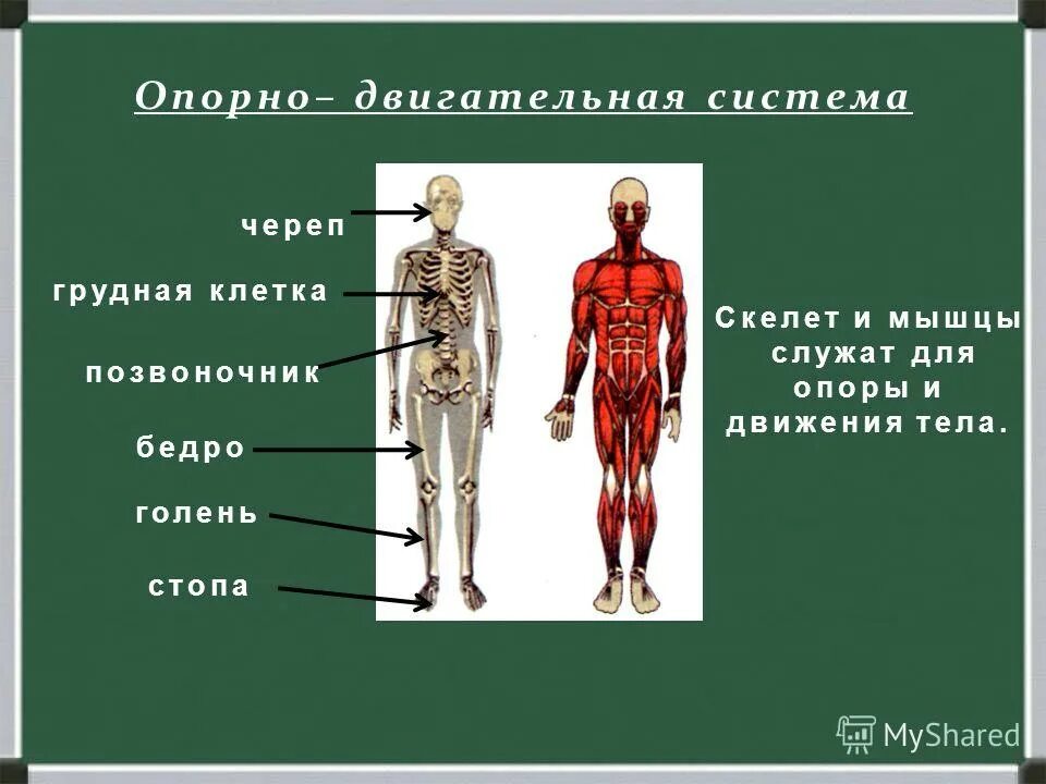 Двигательная система человека 4 класс