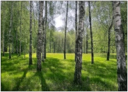 В этой роще березовой слушать