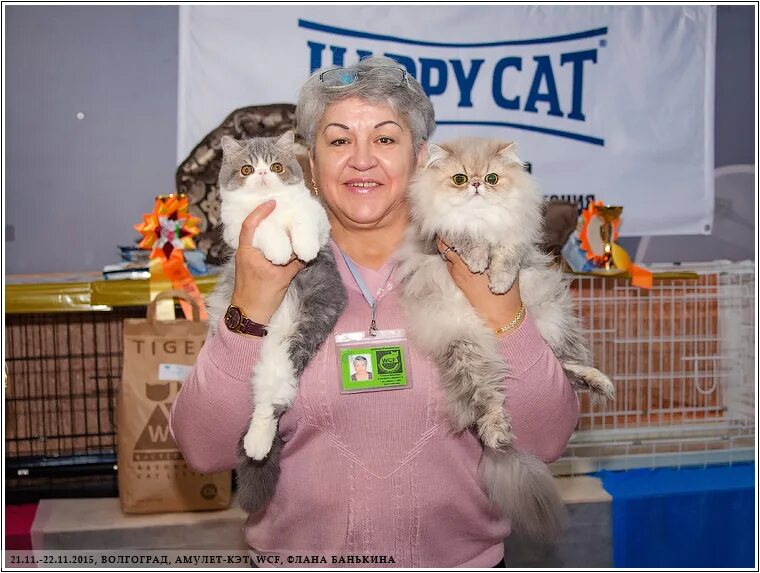 Wcf кошки. Деуленко татьяна петровна барнаул. деуленко татьяна wcf. веселые выставки мира фото. дар кэт магазин.