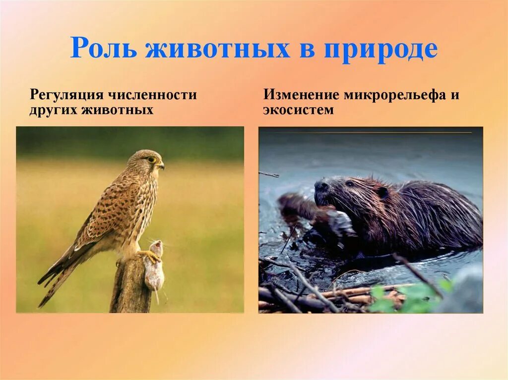 Многообразие и значение животных 5 класс. Животные роль. роль животного в природе. роль животных в природе и жизни человека. какова роль животных в природе.
