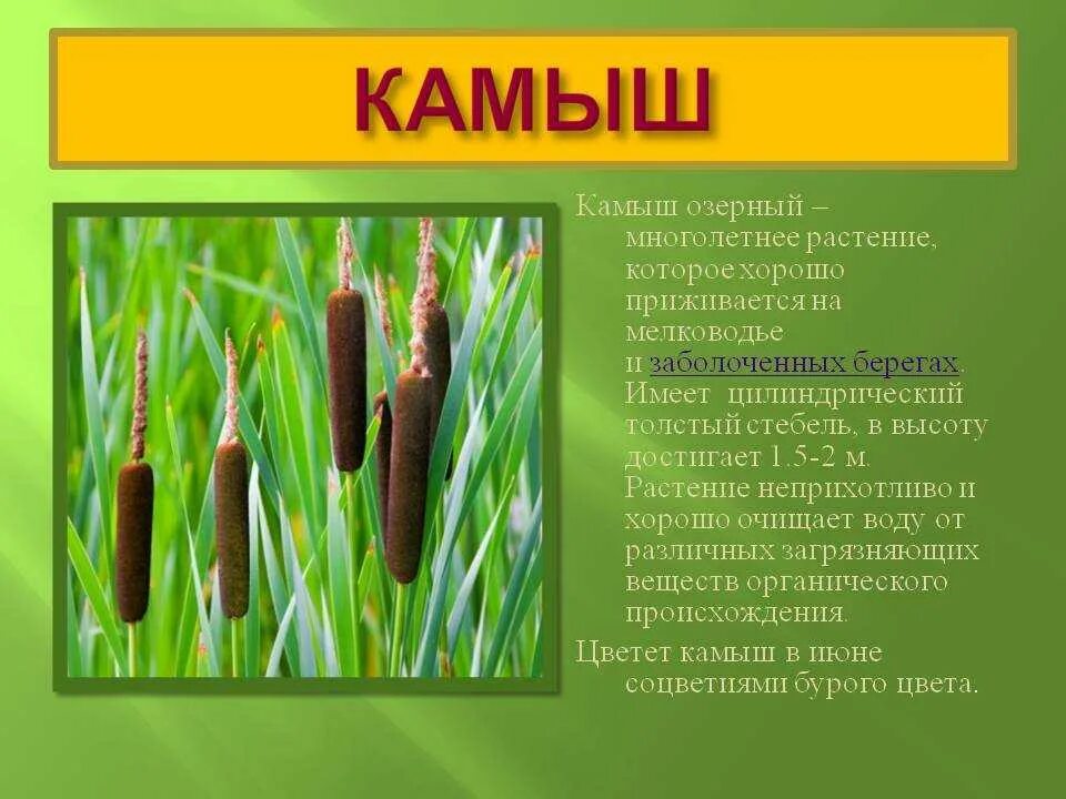 Значение камыша