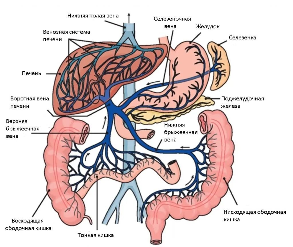 Кровообращение воротной вены. Система воротной вены анатомия. Нижняя полая Вена и воротная Вена печени. Синтопия воротной вены. Воротная Вена анатомия человека.