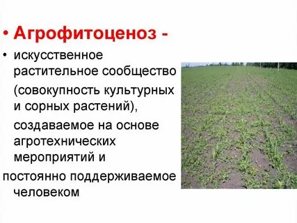 Агрофитоценозы виды растений