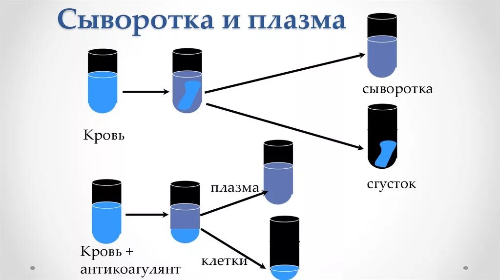 Отличие плазмы от сыворотки крови. Получение сыворотки крови и плазмы крови. Плазма и сыворотка крови отличия. Чем сыворотка крови отличается от плазмы. Т4 сыворотка крови