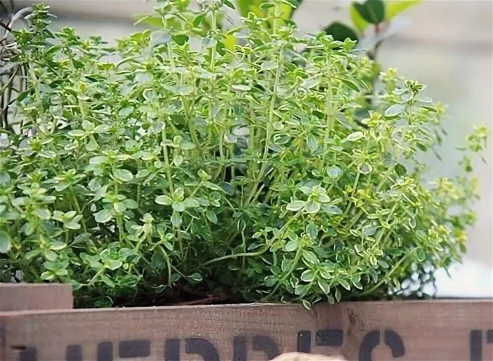 Тимьян рассада. Тимьян рассада. Тимьян ползучий рассада. Всходы тимьяна. Тимьян рассада.