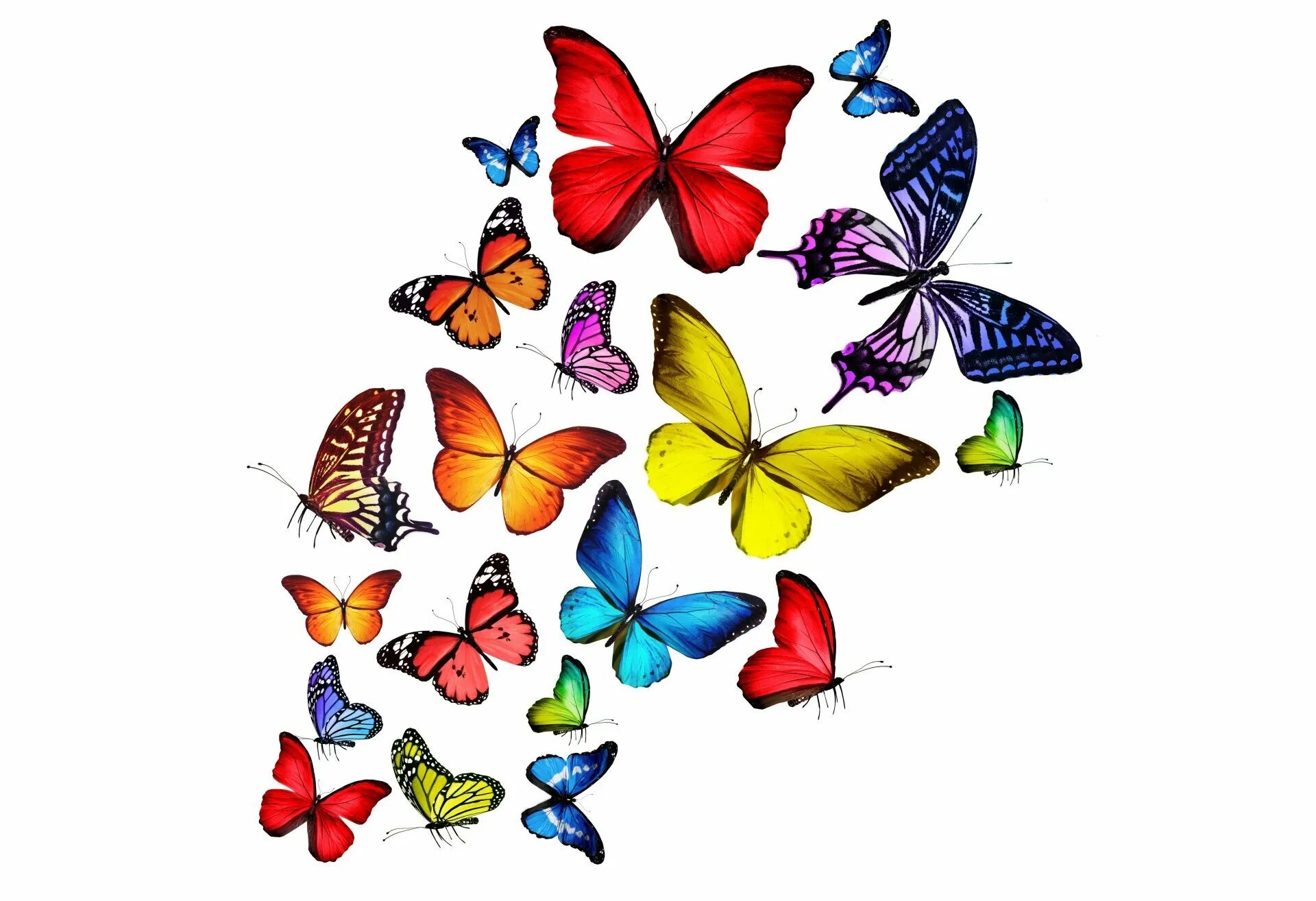 Бабочки. Разноцветные бабочки. Бабочки цветные. Бабочка рисунок.