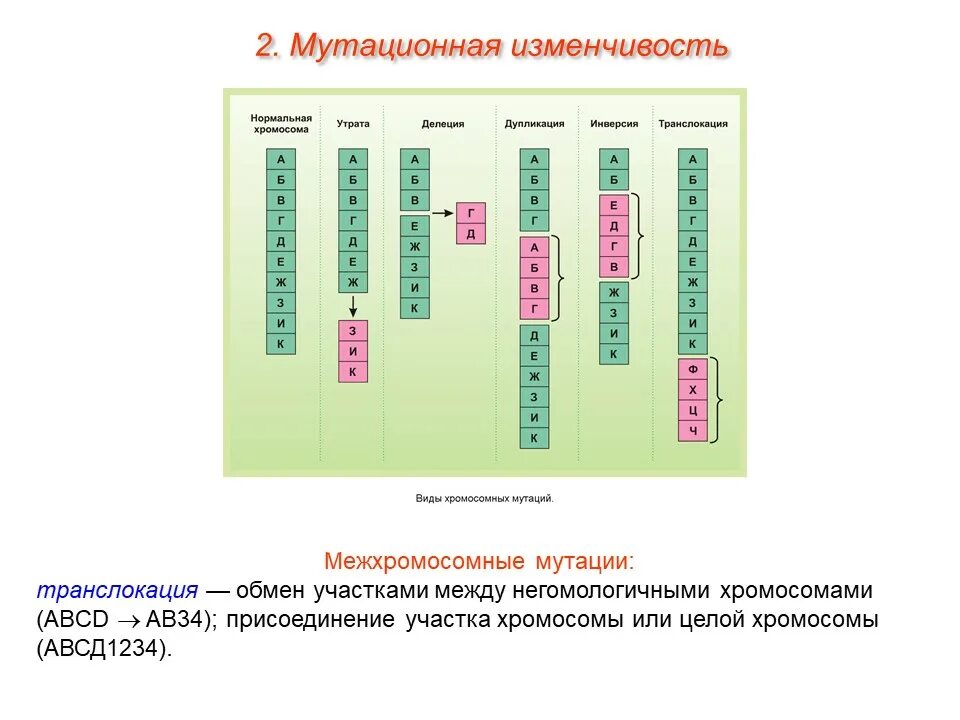 Приведите примеры мутационной изменчивости