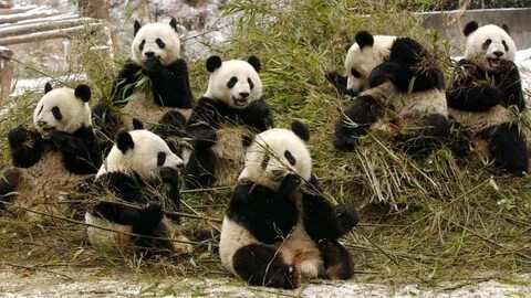 Pandas s3