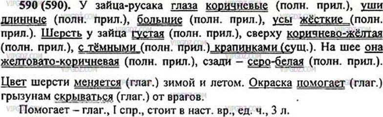 У зайца русака глаза. Готовые домашние задания по русскому 5 класс. Русский язык 5 класс 2 часть. Номер 590 русский 5 класс. Русский язык 5 класс 2 часть упражнение 590.