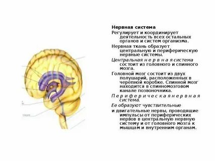 Какая система регулирует концентрацию