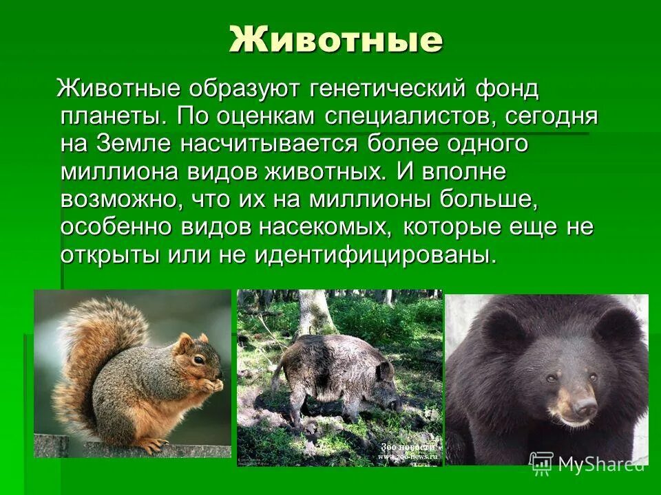 видов животных насчитывается. видов животных насчитывается. количество видов бактерий. число видов зверей на земле. видов животных насчитывается.
