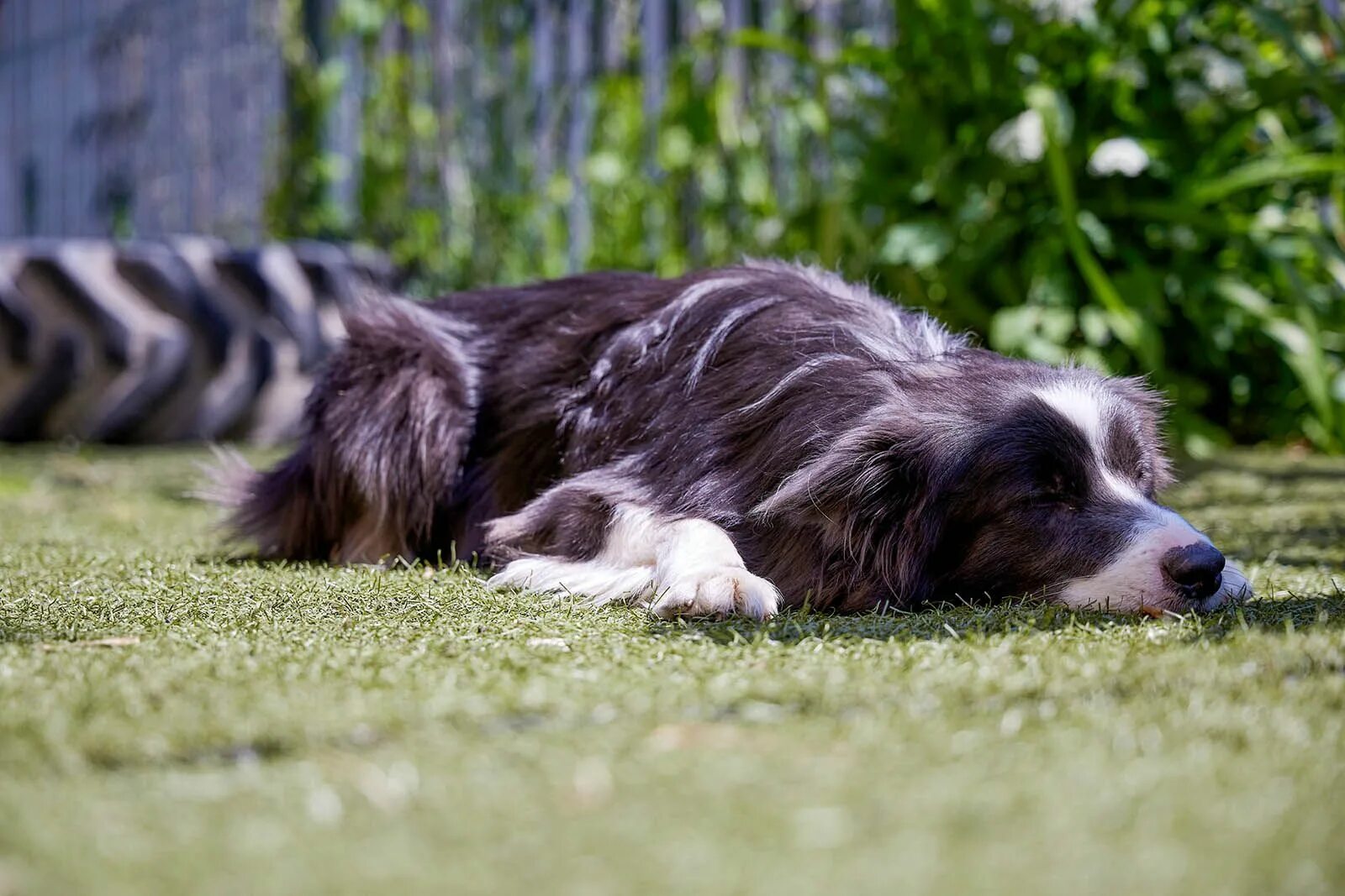 Собака бежит. Собака убегает. Weeee com to. Собака спешит. Собака бегает смешно.