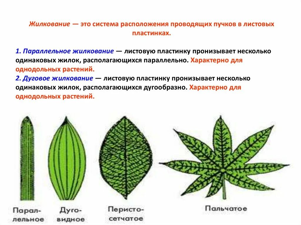 Сетчатое жилкование имеют. Перисто сетчатое жилкование листовой пластинки. Дуговое жилкование листовой пластинки у. Типы жилкования листовой пластинки листовой. Пальчато сетчатое жилкование листовой пластинки.