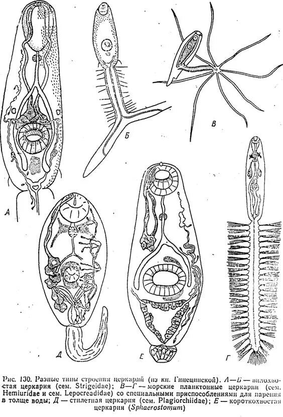 Церкарий трематод. Личиночная стадия сосальщиков - церкарий.. Личиночная стадия сосальщика церкария. Церкарии печеночного сосальщика. Личиночных стадий сосальщиков