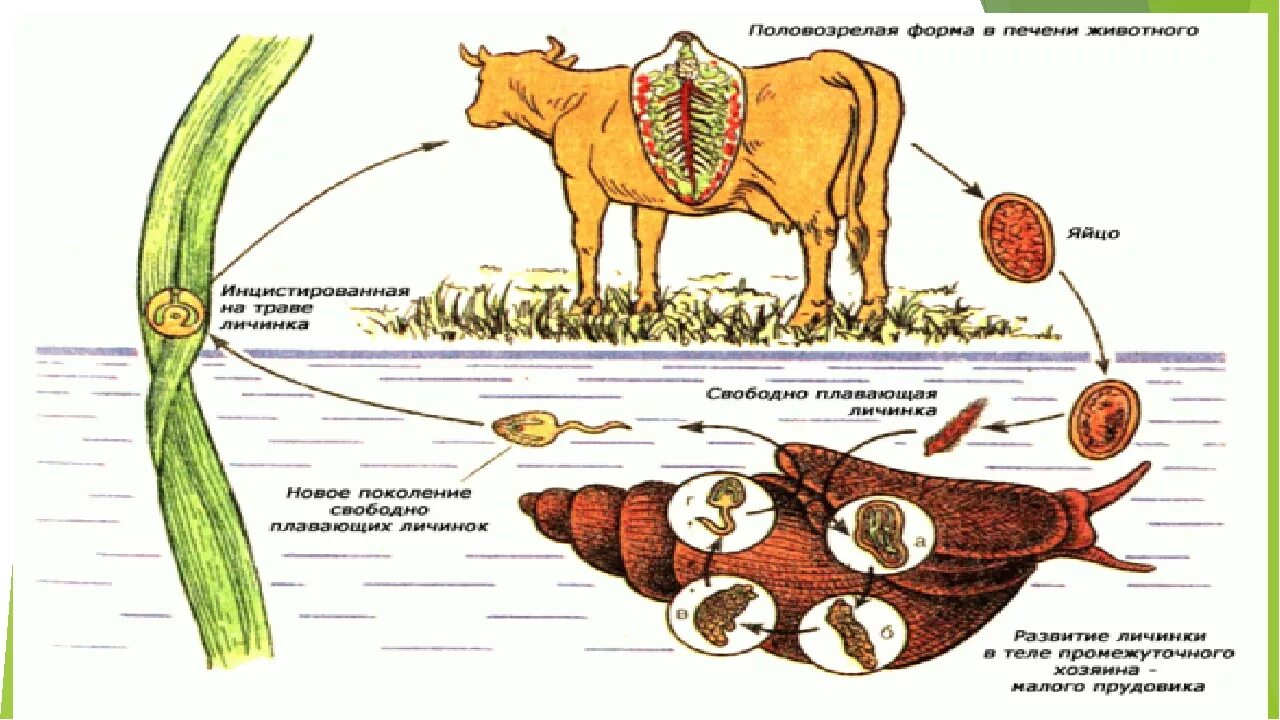 Развитие червей сосальщиков. Жизненный цикл печеночного сосальщика. Схема развития печеночного сосальщика. Цикл развития печеночного сосальщика схема 7 класс. Схема жизненного цикла печеночного сосальщика.
