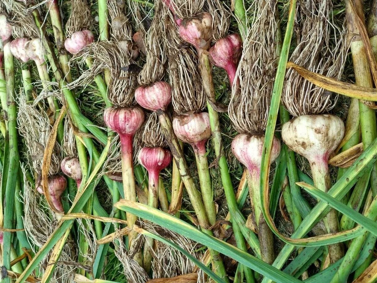 Чеснок после уборки. Уборка чеснока. Хранение урожая. Сушки с чесноком. Уборка чеснока.