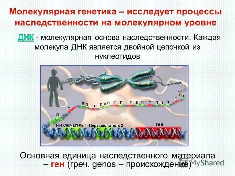 Молекулярно генетическая генетика