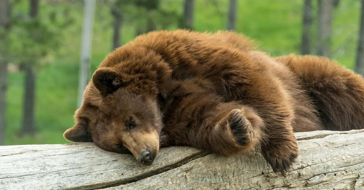 Разбудили видео. Бурый медведь в спячке. Медведь в спячке. Спокойной ночи медведь бурый. Гризли в спячке.