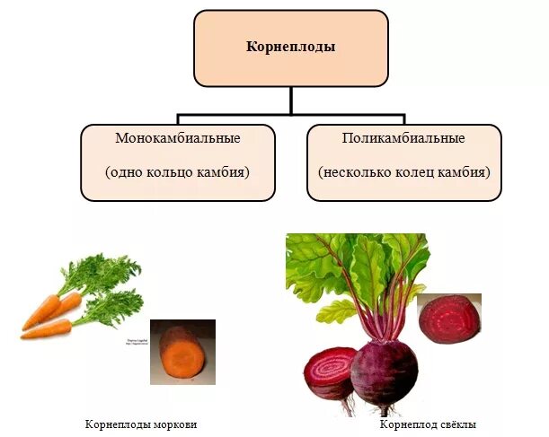 Корнеплоды какие бывают. Типы корнеплодов. корнеплоды примеры. плодовые корнеплоды. перечислите корнеплоды.