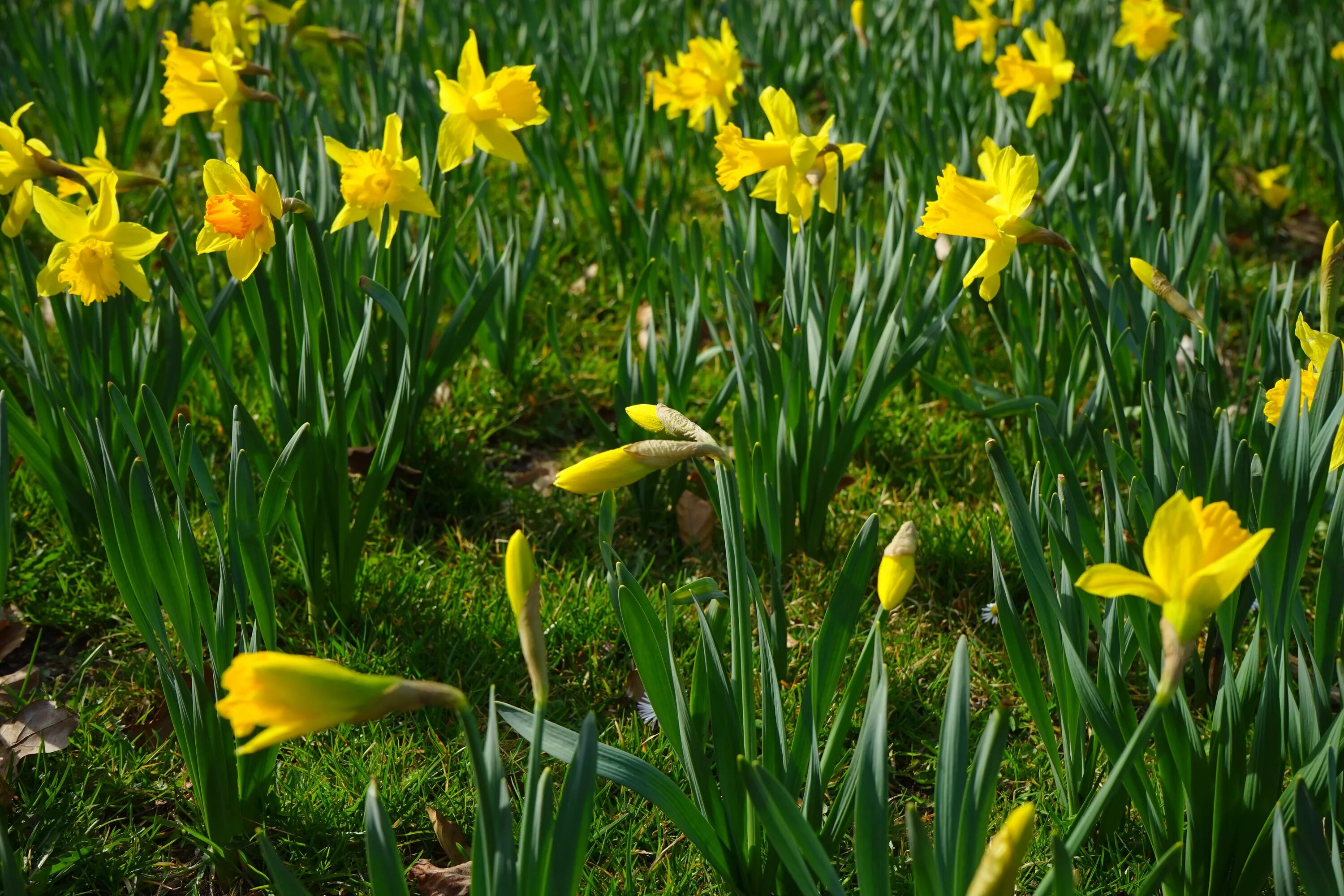 Narcissus pseudonarcissus. Нарцисс Куатреказаса. Нарцисс Донау парк. Нарцисс дикий Псевдонарцисс. Почему не цветут нарциссы в открытом