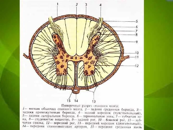 Задняя срединная борозда спинного мозга. Поверхности спинного мозга. Задняя срединная борозда спинного мозга. Передняя срединная щель спинного мозга препарат. Строение спинного мозга.