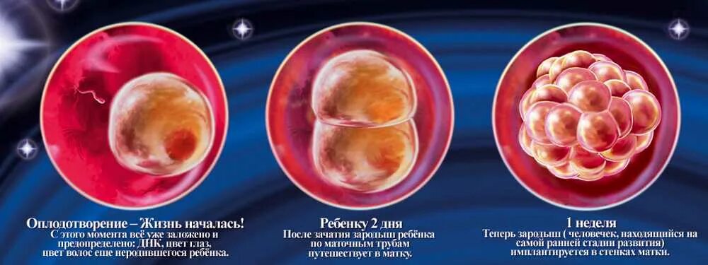 Как выглядит срока