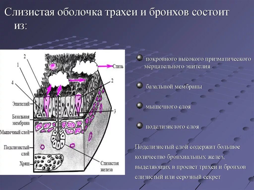 Эпителий слизистой реснитчатый. Трахея выстлана эпителием. Базальная мембрана реснитчатого эпителия трахеи. Слизистая оболочка трахеи состоит. Слизистые оболочки строение и функции